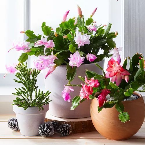 Christmas cactus as a Christmas Gift for friends